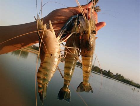 Culture Of Giant Freshwater Prawns In China Responsible Seafood Advocate