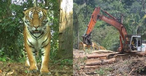 Pembalakan Bagus Untuk Populasi Harimau Jabatan Perhutanan Kelantan