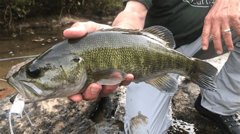 6 Fish Species On The Move For Spring Spawning Georgia Wildlife Blog