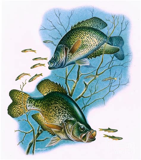 Crappie Vignette Painting By Jq Licensing Fine Art America