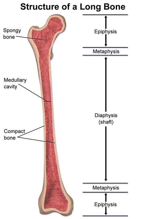 The wider section at each end of the bone is called the epiphysis (plural = epiphyses), which is filled internally with spongy bone, another type of osseous tissue. Anatomy of Long Bone - Physiology with Chu at Calistoga High School - StudyBlue