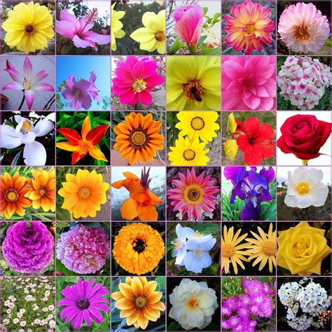 Types Of Flowers U And D Trucking And Nursery Inc
