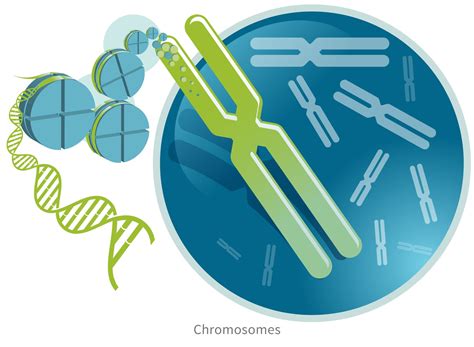 Chromosomes Ancestrydna® Learning Hub