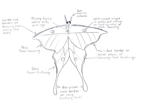 Conors Blog Lunar Moth Research Anatomy Project