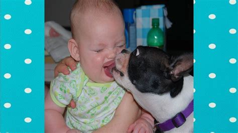 Funny Dogs And Babies Playing Together 4 Funny Dogs Video Funny
