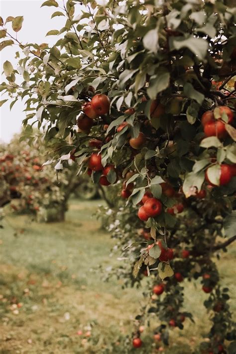 Pin By Polina On House Apple Autumn Inspiration Fall Apples
