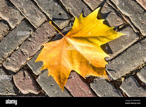 Yellow Leaf Of A Plane Tree On A Pavement Of Reddish Brown Street