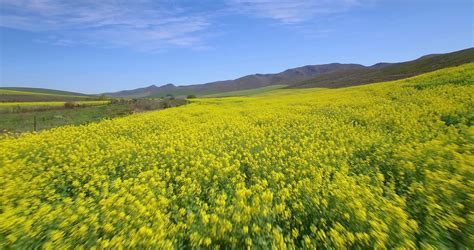 Aerial Over Yellow Canola Flower Fields In Stock Footage Sbv 316950151