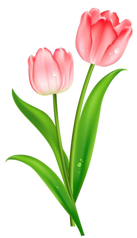 Download High Quality May Clip Art Tulip Transparent Png Images Art