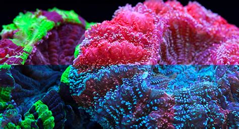 Reef Lighting And Coral Aesthetics Reef Builders The Reef And