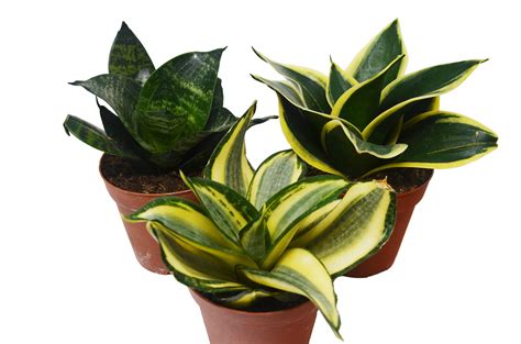 Different Snake Plants In Pots Sansevieria Live Plant Free