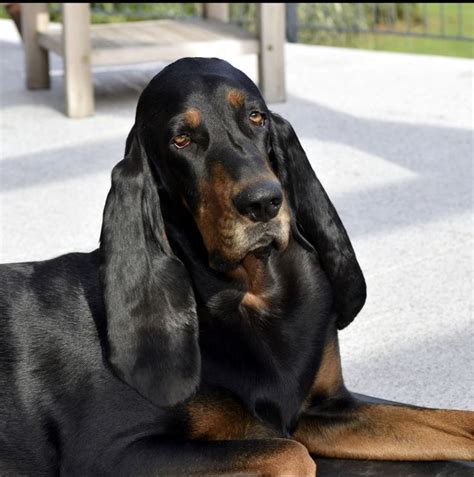 Pin By Becky Krichevsky On Black And Tan Coonhounds Black And Tan