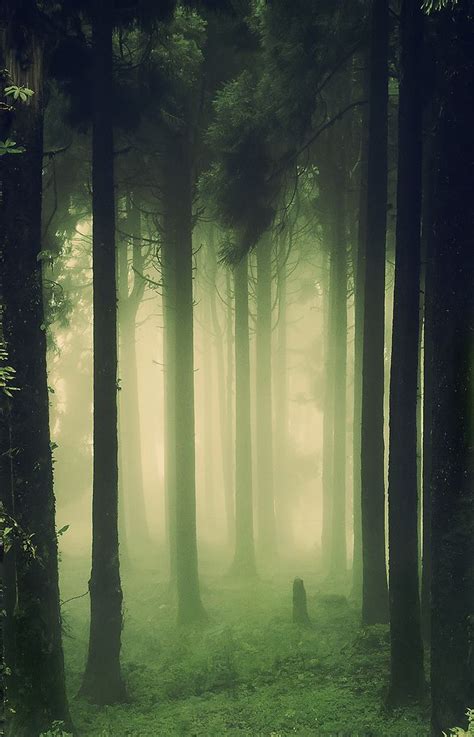 Green Mist Foggy Forest Fantasy Landscape Nature Photography