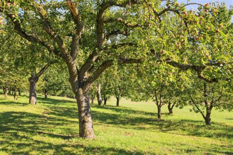 Na Suwalszczyźnie zakładają tradycyjne sady ze starymi odmianami