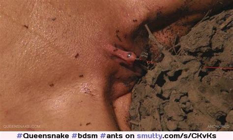 Bdsm Ants Torture Pussy Piercedclit Queensnake Smutty Comsexiezpix Web Porn