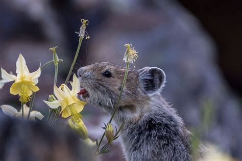 Baby Pikas