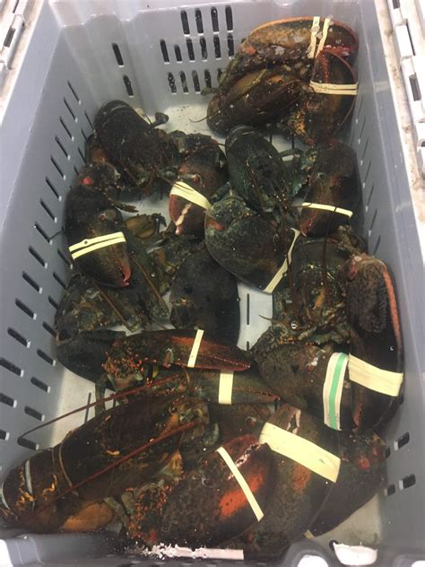 Tangier Lobster Coastal Nova Scotia