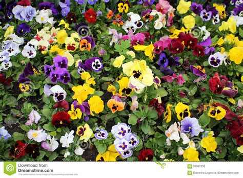 Pansies Royalty Free Stock Image 10362106