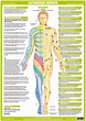 Nervous System Poster - Cutaneous Anterior