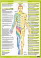 Nervous System Poster - Cutaneous Anterior
