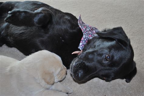 What A Special Moment Marchstone Labradors