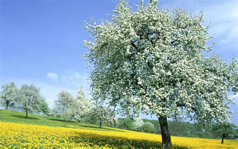 Spring Tree Cool Nature Wallpapers Amazing Landscape Organic