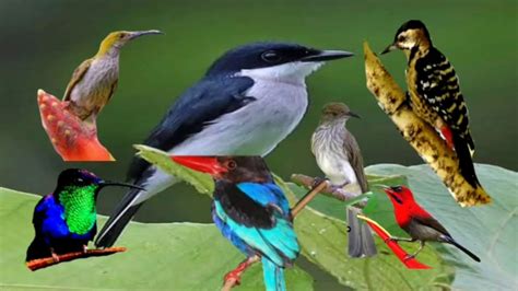 Kumpulan foto burung cucak ijo terbaik. Suara pikat burung//cucak ijo dan burung kecil - YouTube