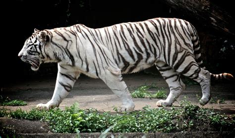 White Tiger Facts White Tiger Pictures White Tigers White Lions All