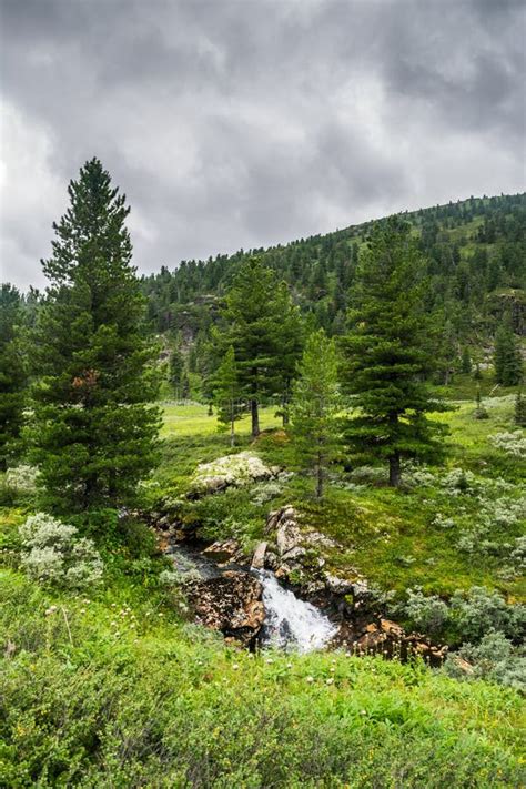 Green Grass Meadow With Spruce Trees And Mountain Stream Near Mountains