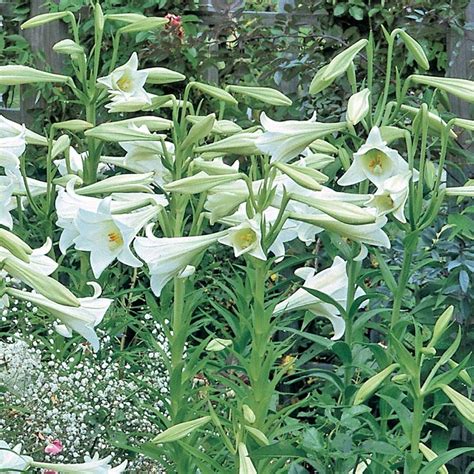 Lilium Lonlorum White Elegance White Flower Farm