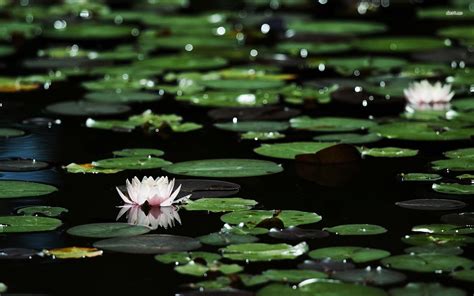 Water Lilies Wallpapers Wallpaper Cave