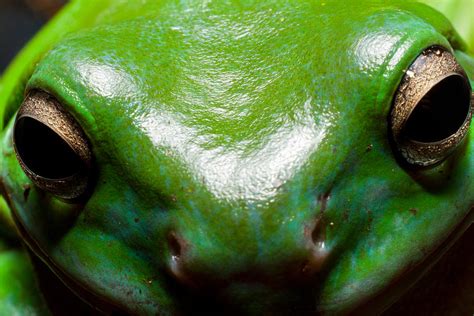 Tree Frog Face Photograph By Cade Butler Fine Art America