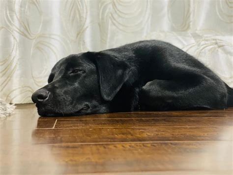 15 Things Labrador Retriever Owners Must Never Forget Page 5 Of 5