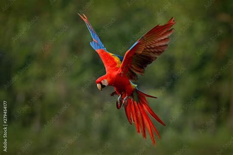 Macaw Parrot Flying In Dark Green Vegetation With Beautiful Back Light