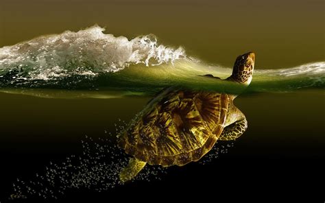 Turtle Full HD Wallpaper And Background Image X ID