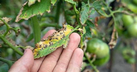 Identify And Treat Septoria Leaf Spot On Tomatoes Gardeners Path