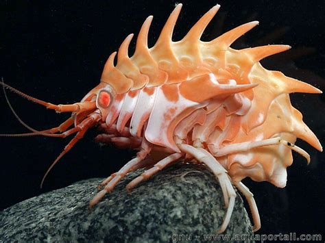 Brynn Metheney On Twitter Weird Animals Weird Insects Deep Sea