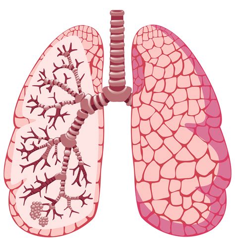 Right Lung Diagram Photos Cantik