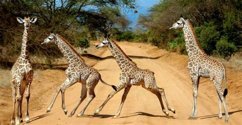 Days Nights Tsavo East Safari From Mombasa Nairobi Getyourguide