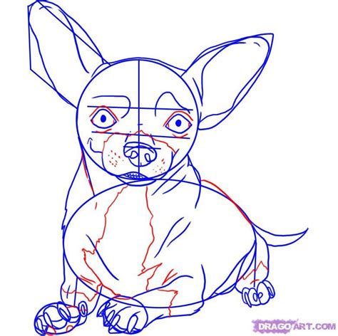 How To Draw A Realistic Chihuahua Step By Step At Drawing Tutorials