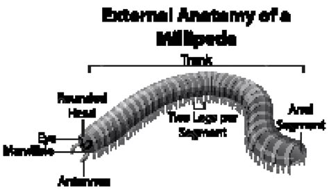 Millipedes External Structure On A White Backdrop Educational Small