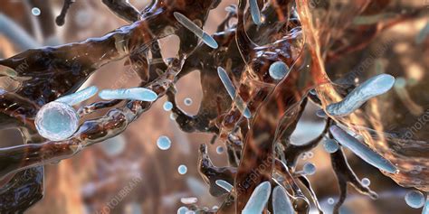 Bacteria In A Biofilm Illustration Stock Image F0343137 Science