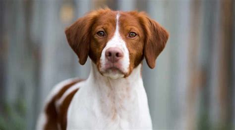 Brittany Dog Breed Information Facts Traits Pictures And More