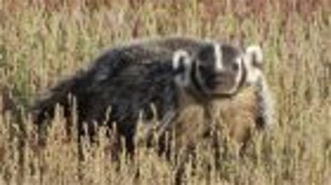 Badgers To The Rescue Zdnet