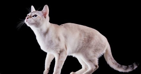 Kucing Tonkiese Sejarah Karakteristik Perawatan And Fakta Menarik