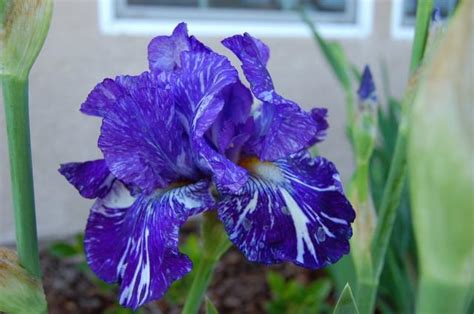 Dark Blue Iris Flower In Nature Hi Res 720p Hd