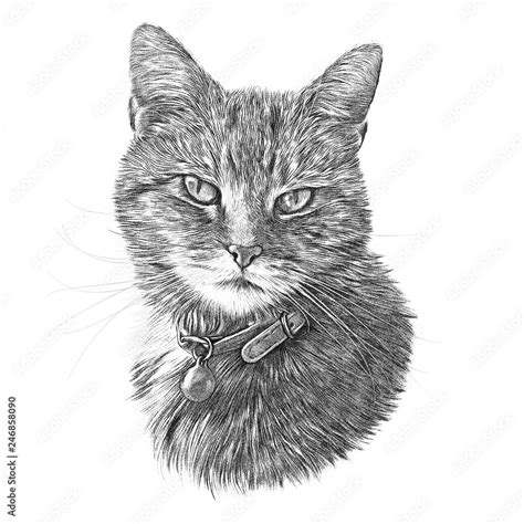 Black And White Drawing Of A Cute Cat Cat Head Isolated On White