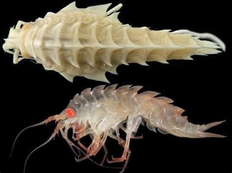 Newly Discovered Species In The Antarctic Awesome Weird Sea