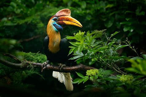7 Incredible Animals And Birds In Sulawesi Indonesia Worldatlas Images