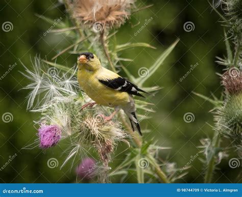 Goldfinch On Thistle Stock Image Image Of Seeds Yellow 98744709